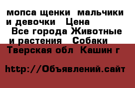 мопса щенки -мальчики и девочки › Цена ­ 25 000 - Все города Животные и растения » Собаки   . Тверская обл.,Кашин г.